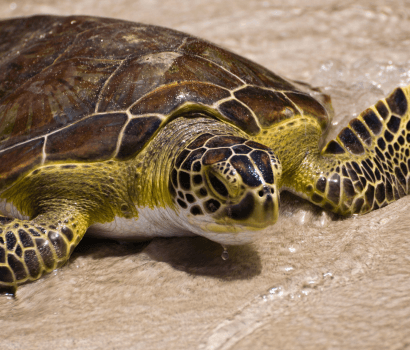 tortue marine Guadeloupe