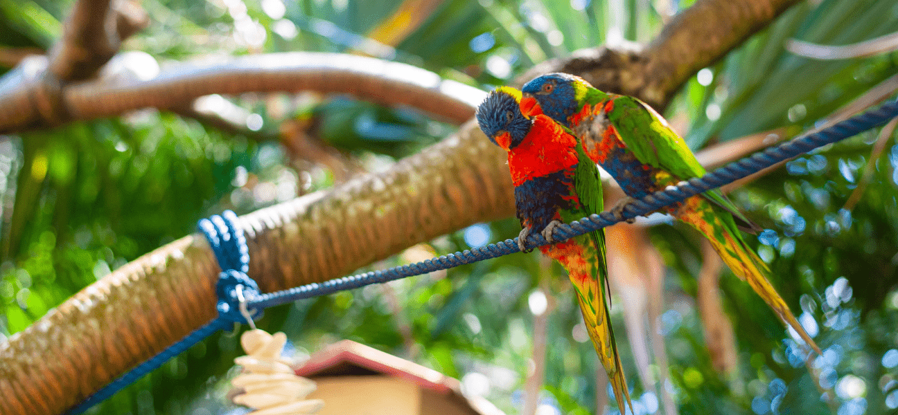 Les Jardins Botaniques des Îles de Guadeloupe