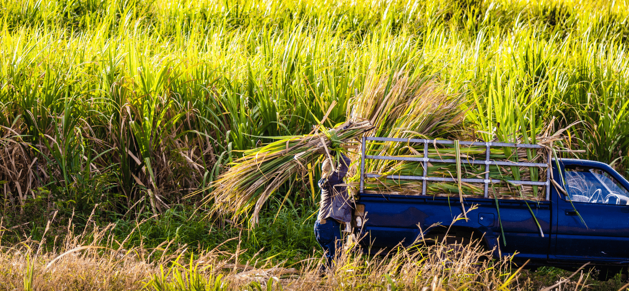 Guadeloupe: Land of Rums