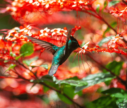 JardinBotaniqueDeshaies-Colibri_410x350 (1).png