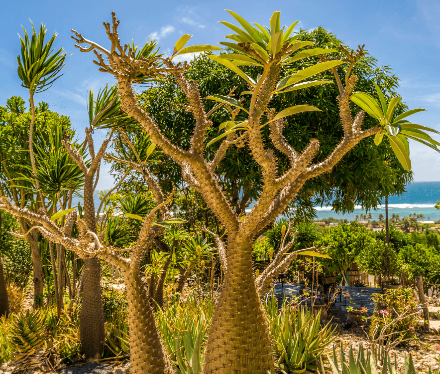 Jardin-botanique-du-desert_884x750.png