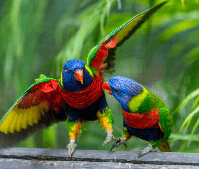 Loriquet, Jardin botanique