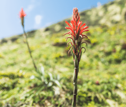 Volcan-flore1_410x350.png