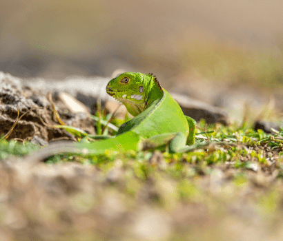 Iguane Guadeloupe