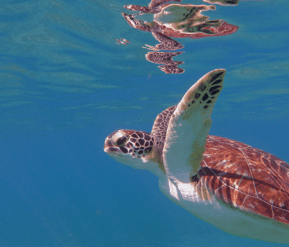 Tortue marine