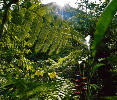 randonnée chute du carbet