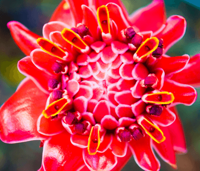 Rose de porcelaine, Jardin botanique